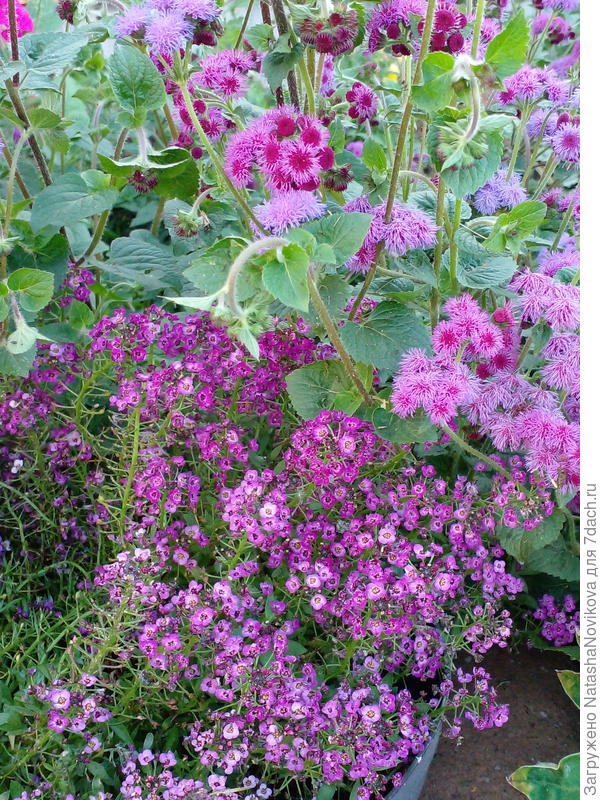 и просто поляночкой