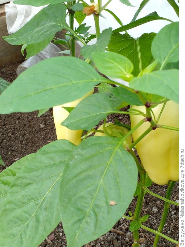 20 июня джипси уже кушали