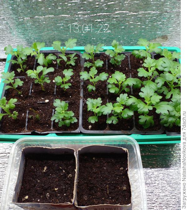 неделю назад стали такими, подрастают))