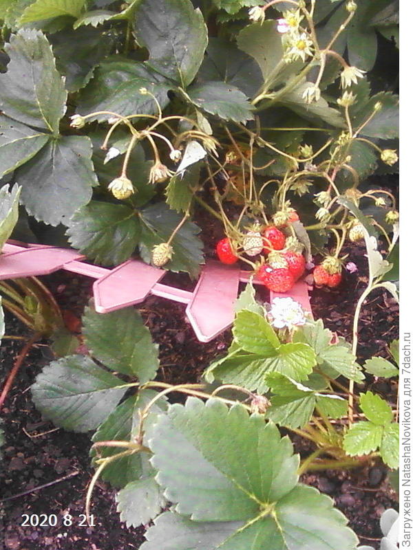 где притулится там и плодоносит