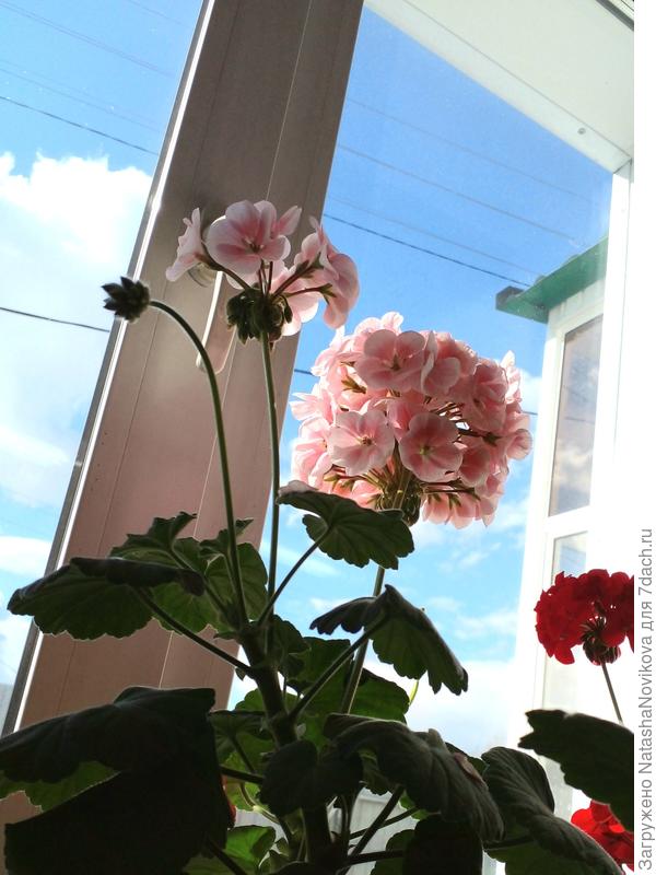 или на подоконниках