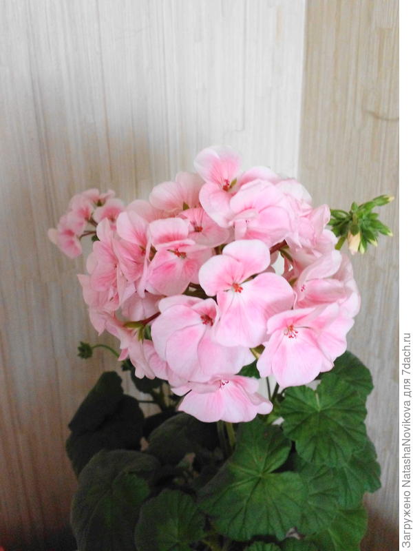 апрель - дома