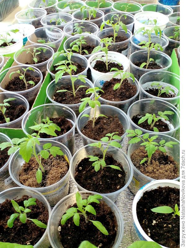 рассада 8 апреля после пикировки