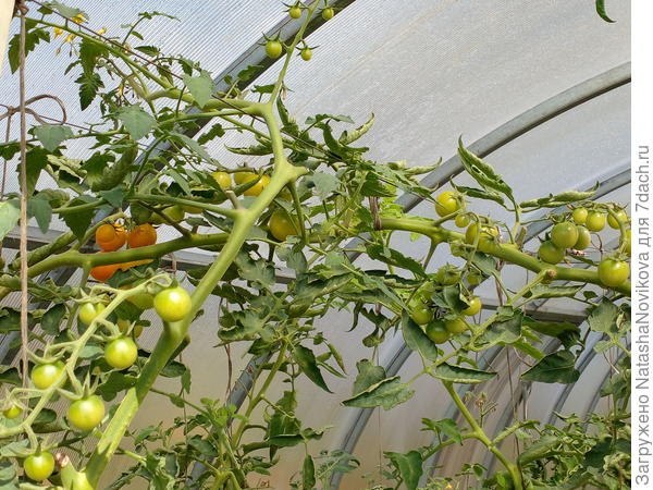 19 августа - 5 кистей горизонтальных, остальные не видно))