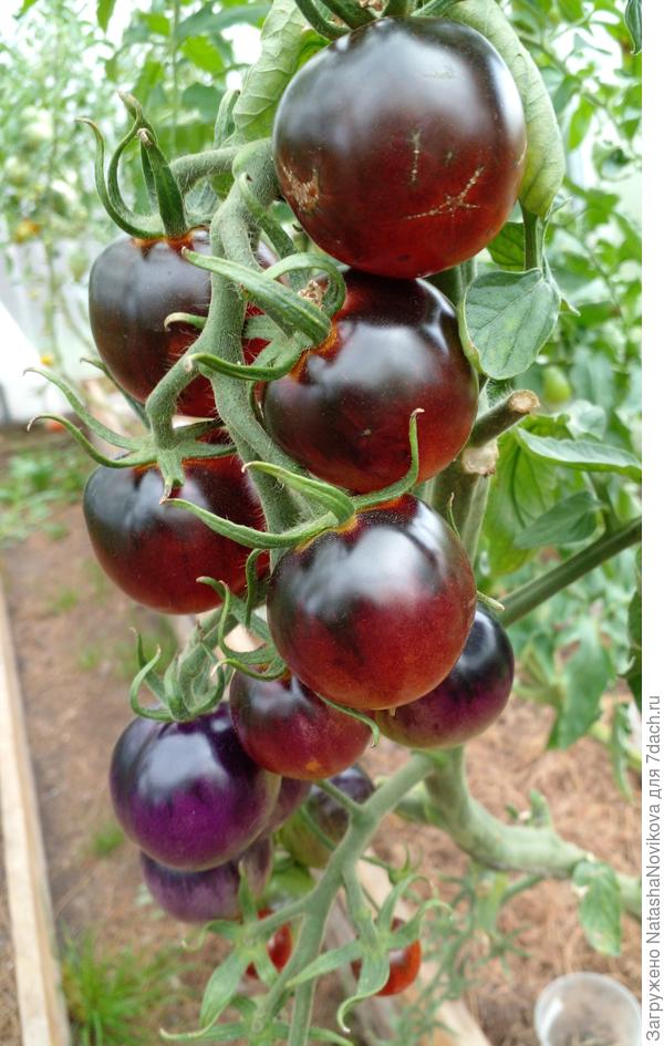 эти уже были вкусными