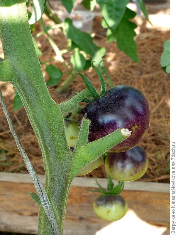 чуть все не оборвала и не выкинула