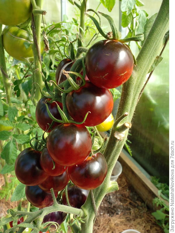 чем больше краснели, тем вкуснее становились