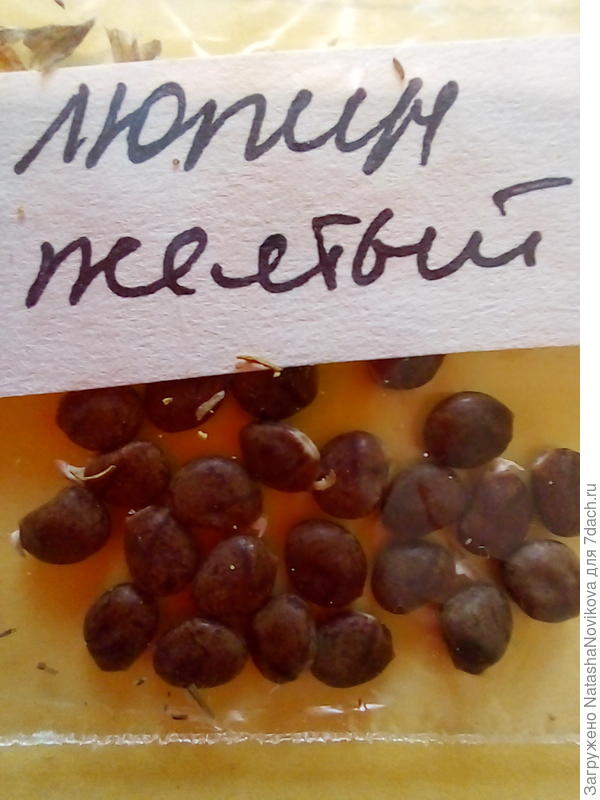 крепенькие клювики люпина))