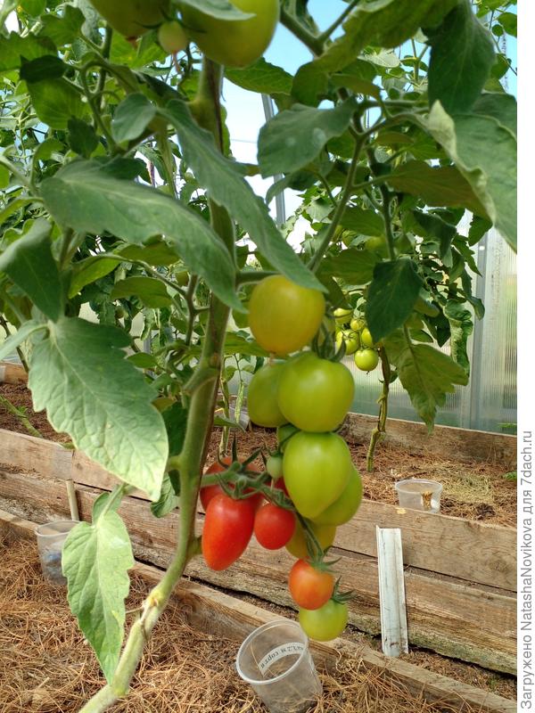 к середине июля &quot;серебристое сердце&quot; исправилось