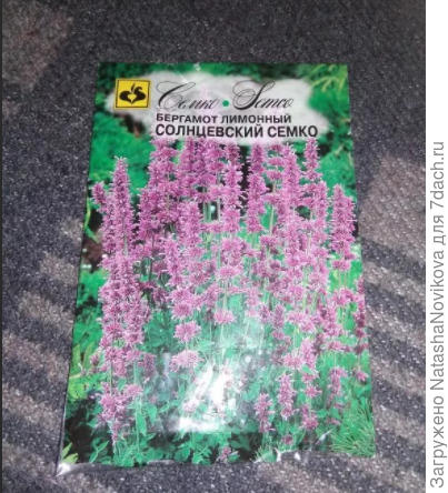 а это будет бергамот (фото из инета мой тел на зарядке)