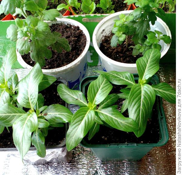 в рассаде были декоративнЫ