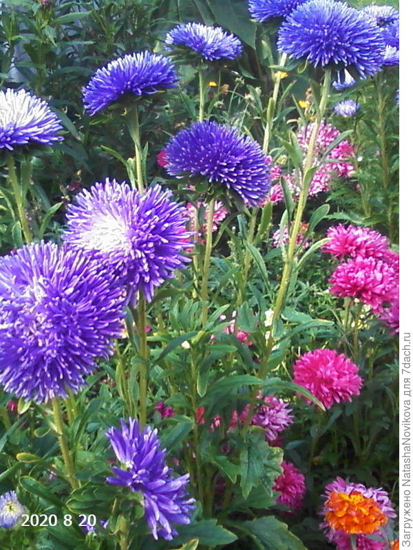 эти поздние, августовские