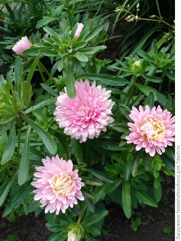 в конце июля цветут