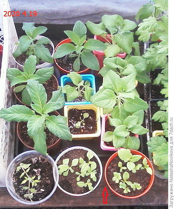 фотка только одна осталась, по стрелочке стаканчики с астрами, посеянными штучками