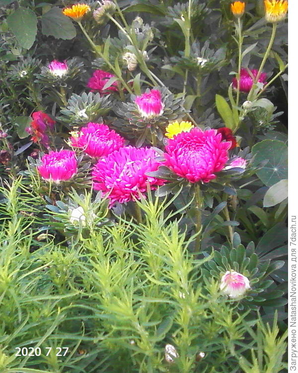 &quot;миледи&quot; июльские