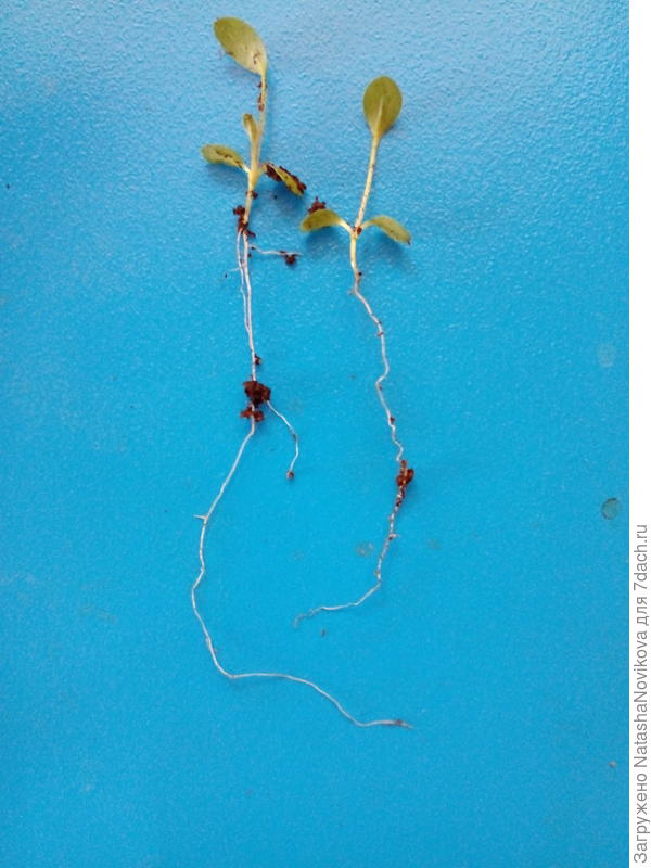 мне кажется, что с корешками такой длины без пикировки не обойтись