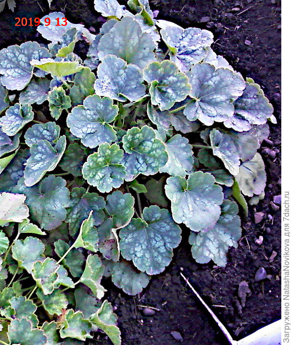 в сезон высадки рассады