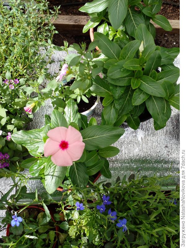 в низу на фото лобелия цветёт в конце мая перед высадкой в ОГ