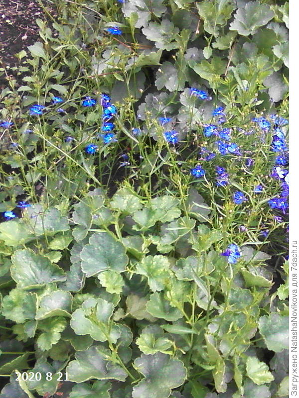 среди гейхер то же сеется))