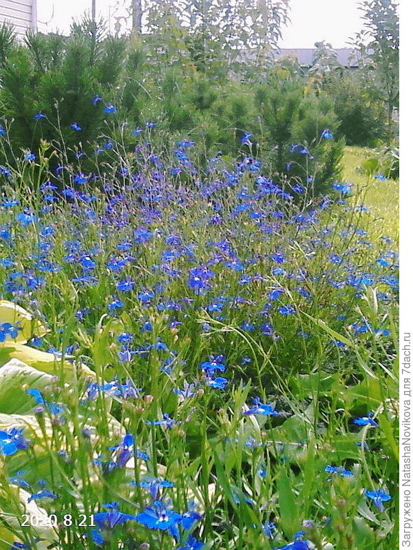 сеется даже по краю лужайки