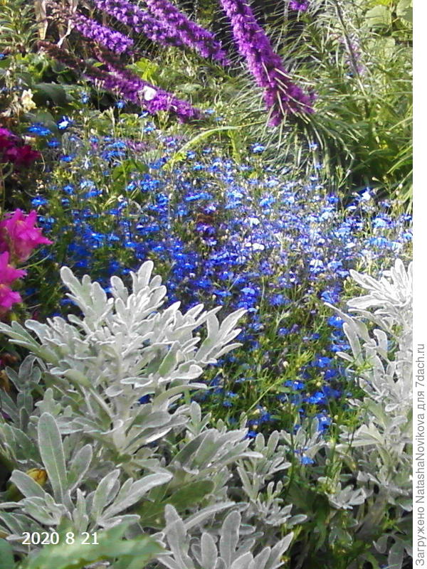 в конце августа цветение самосевки лобелии, ну мне очень нравится))