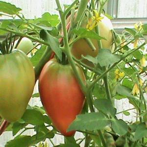 любимый праздник, фото других томатов не сохранилось