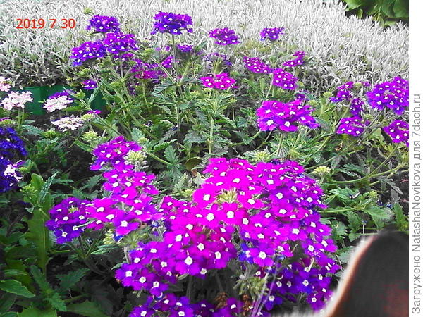 вербена однолетняя