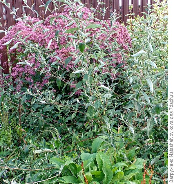 худЭнькая и длинная))