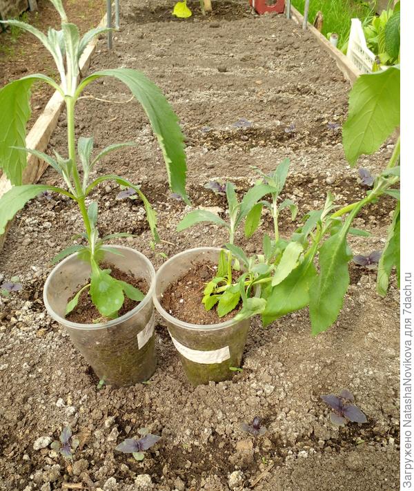 рассада буддлеи в 2021 году, холодно было высаживать, она вся бедная искривилась, так и не зацвела