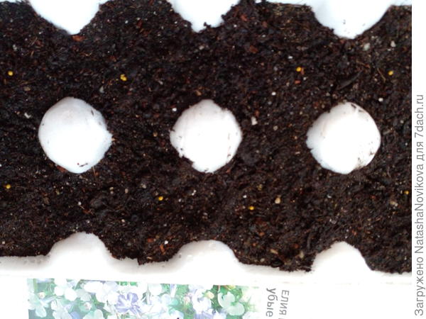 разложила гранулы - по одной в серединку))