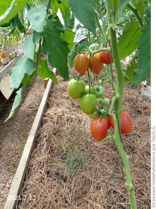 13 июля, припозднились, но так и лета не было