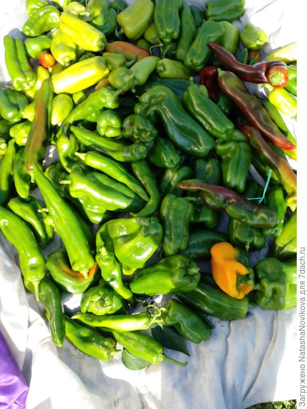 уже 9 сентября а перцы зеленые