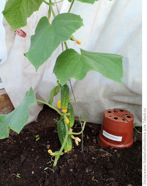 а первые огурчики у меня начинаются в начале июНЯ, на фото 6 июня))