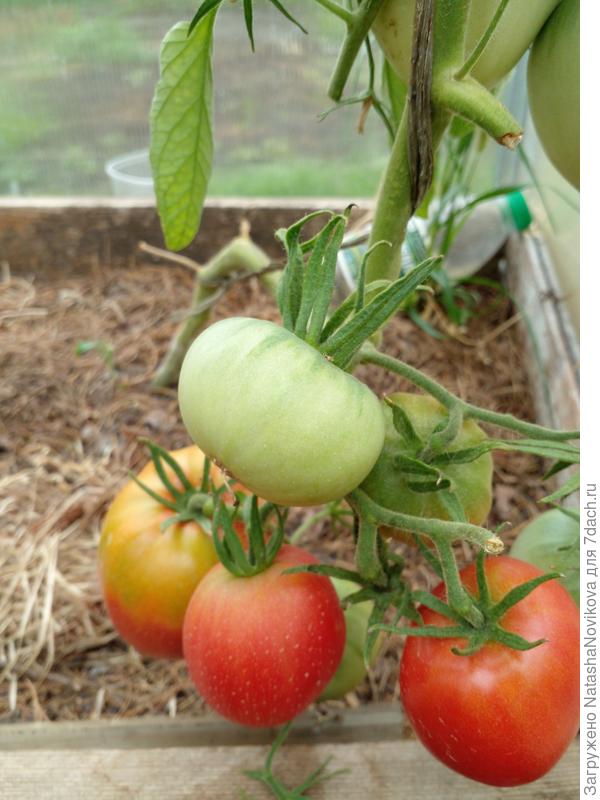 дозреет и плечики покраснеют 15 июля