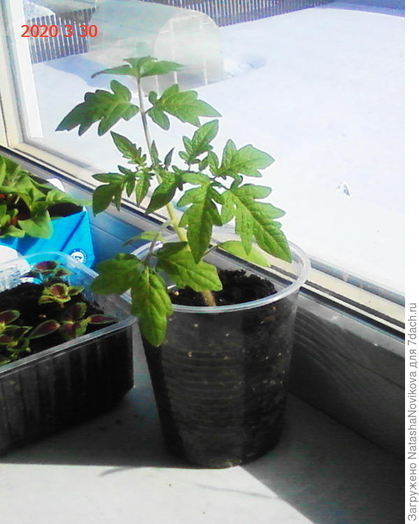 постепенно подсыпала почву и всё нормально