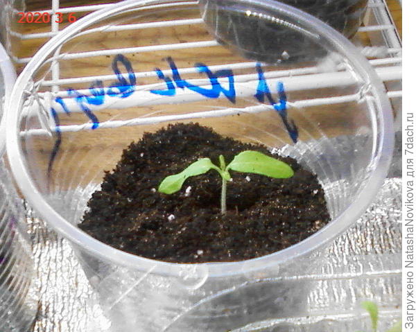 у этого корень не прищипывала