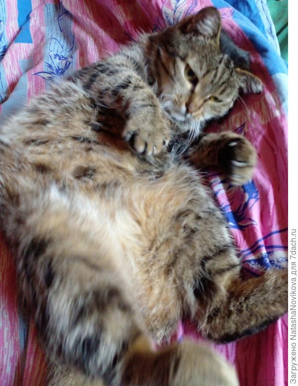 Масяня дремлет целый день))