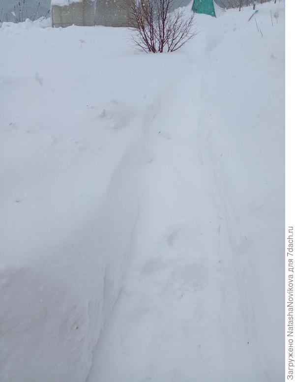 три дня назад прочищенная дорожка к теплице опять уходит под снег