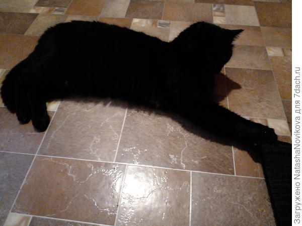 Сильвер пытается пол подмести щёткой))