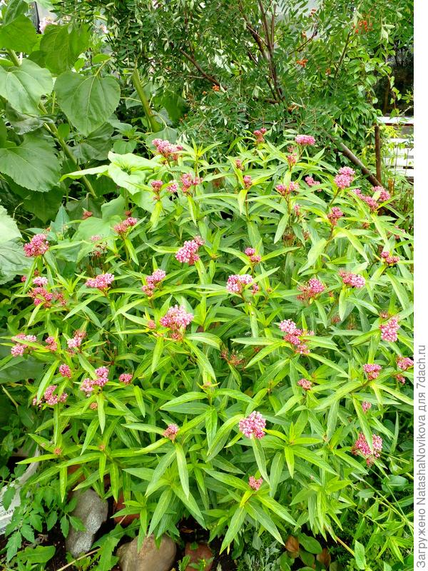 ваточник сирийский в начале цветения