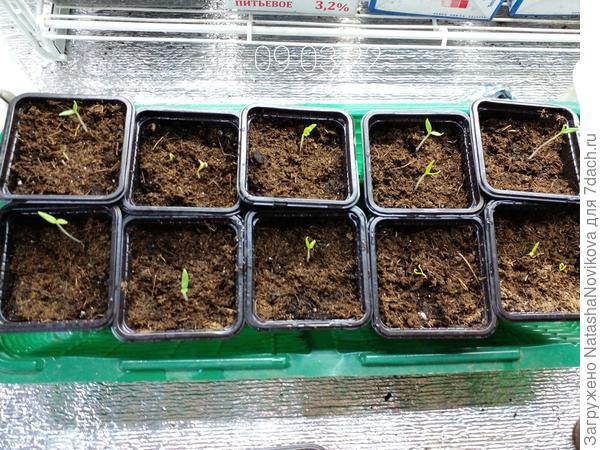 перчики проснулись, но не все пока