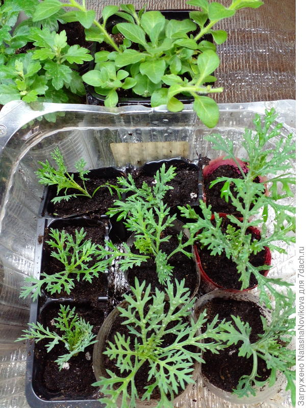 начеренковала хризантему килеватую, пока живая))