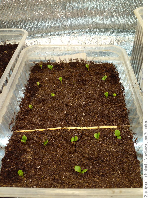 гацания от Рушаны всходит