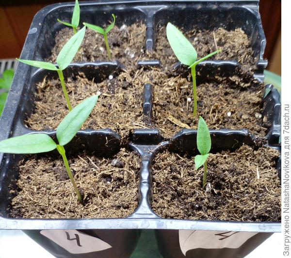 на днях буду переваливать в настоящие стаканчики