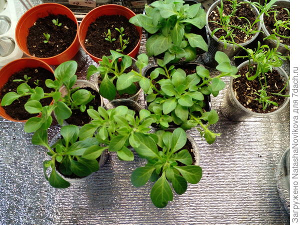 последний раз, теперь уже точно, буду выращивать петуньки))