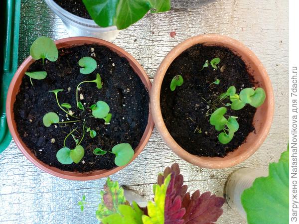 дихондру перевалила, прикопала несколько отростков, должны пустить корешки