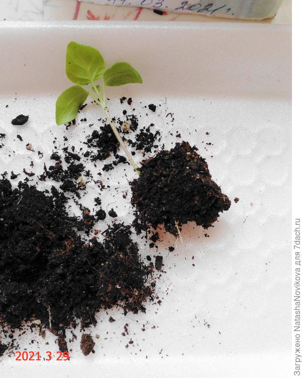 корневая мизерная, семядольки закручиваются.