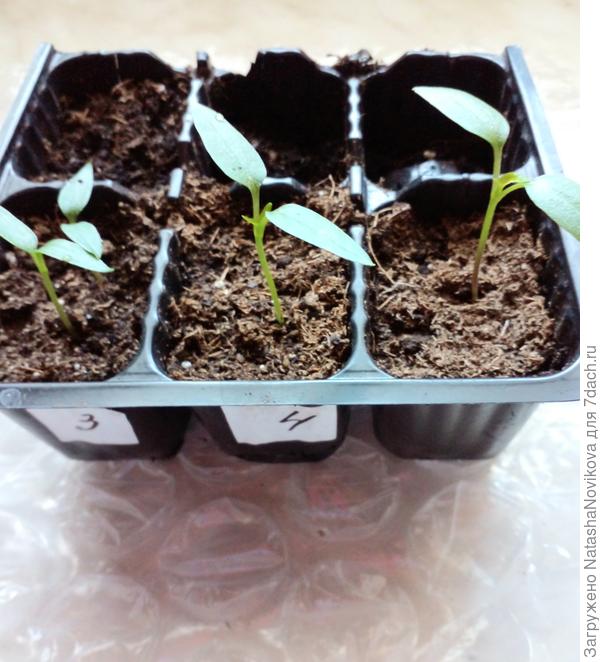 начала переваливать и вспомнила, что нужно сфотать)) два ещё успели, на фото палермо обогнал другой гибрид, хотя всходил позднее всех