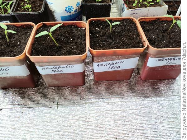 квартет "палермо"))