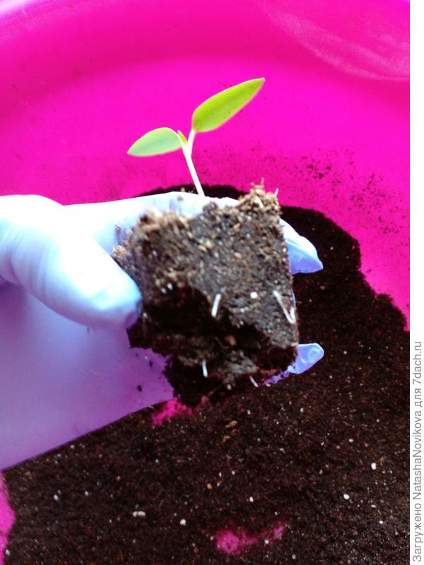 корешки беленькие и толстенькие